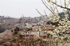 매화향기 가득한 고흥에서 힐링하세요!