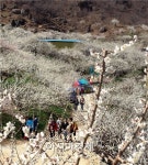 [포토]그윽한 매화향기에 취한 관광객들