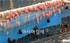 [포토]주렁주렁 열린 우렁이 알