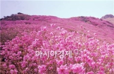 [남도 힐링 여행]4월 남도땅은 꽃잔치… 가볼 만한 곳 4선