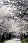 [포토]곡성 섬진강 벚꽃터널 장관