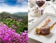 메이다이닝, 시크릿가든 진달래 축제 개최