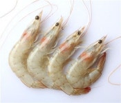 롯데마트, 수입산보다 저렴한 국내산 새우 판매