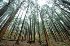 송광사와 선암사 사이, 재너머 그 절집 매화가 반기더라