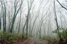 송광사와 선암사 사이, 재너머 그 절집 매화가 반기더라