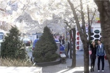 신촌 벚꽃 축제