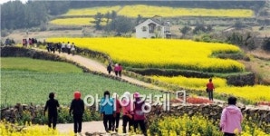 [포토]슬로우시티 완도 청산도 유채꽃 만개