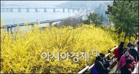 [포토]개나리 구경하는 시민들