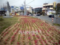 장흥읍, 꽃으로 물들이다