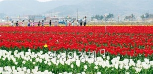[남도힐링여행]주말 가볼만한 곳 3선(튤립·청보리·배꽃)
