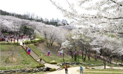서대문구청 뒤 안산 벚꽃 주말 절정