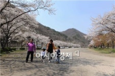 백양사에서 즐기는 전남의 마지막 ‘벚꽃엔딩’