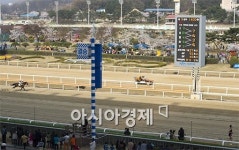 [포토]인간vs경주마vs자동차 스피드의 승자는?