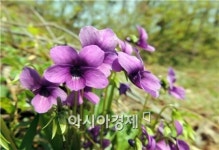 [포토]봄기운 가득  광산구 어등산에 활짝핀 제비꽃