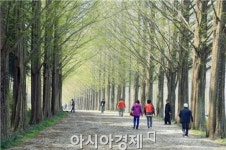 [포토]봄기운 가득한 메타세쿼이아 길