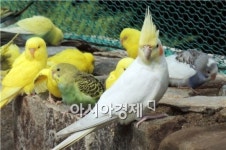 [포토]우아한 잉꼬새의 자태