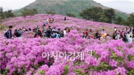 정남진 장흥의 봄, 철쭉의 향연 제23회장흥 제암철쭉제개최