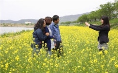 [포토] 노란 물결 넘치는 강진 군동면 석교천 둔치