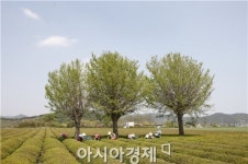 [포토]새잎을 따는 아낙네들의 바쁜 손놀림