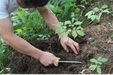 가평 두밀리마을 산양산삼 체험축제 놀러 오세요