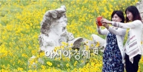 [포토]만개한 금계국 배경으로 한 컷