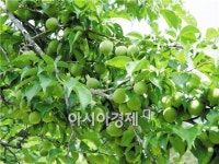 광양매실 직거래장터 다압면 매화마을에서 개최