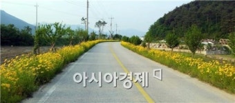 남원시 이백면 내척선 따라, 금계국 만개