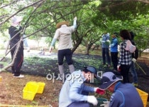 농작물 수확농가 현장, 부안군 공직자들의 구슬땀 가득