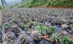 자연의 선물 ‘와송’ ‘뽕(오디)’에 푹 빠진 귀농 5년