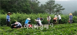 정읍시공무원, 농손일손돕기 이어져
