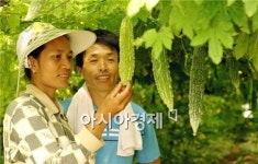 해남군, 웰빙 건강채소 “여주” 본격 출하