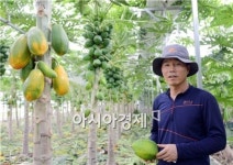 곡성에서 천사의 열매  ´파파야´ 수확 한창