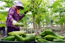 [포토]곡성에서 열대과일  파파야  수확 한창