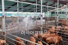 [포토]덥다 더워~축사에 물 뿌려 온도 낮춰라