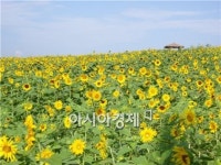 고창 공음 학원농장 해바라기 꽃잔치