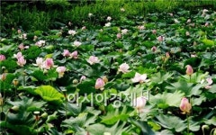 왕버들 흐드러진 연꽃방죽에서 무더위 식혀볼까