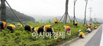 보성군, 다~함께 1단체 1공원 가꾸기 자원봉사활동 펼쳐