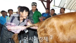 [포토]한우 인공수정은 이렇게  ~