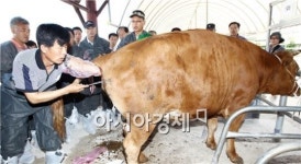[포토]한우 인공수정 실습하는 교육생들