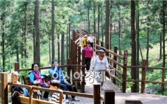장흥, ‘정남진 편백숲 우드랜드 숲 체험’ 인기