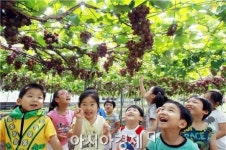 [포토]와~삼색포도다~