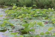 성동구, 서울숲 연꽃 연못 무명지(無名池) 명명