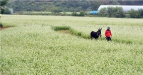 하얀 가을~메밀꽃 필 무렵, 소설 속으로 걷다