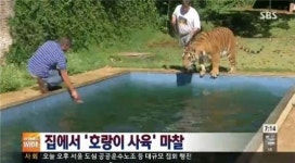 호랑이 기르는 가족…집에서 7마리 키워
