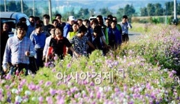 광주시 광산구, 황룡강 제방 코스모스길 걷기대회