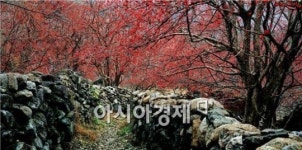 산수유 익어가는 구례 반곡마을, 아름다운 농촌마을 선정