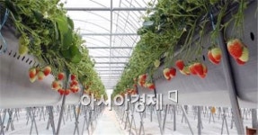 남원시, 최고품질 과채(딸기) 프로젝트 단지선정