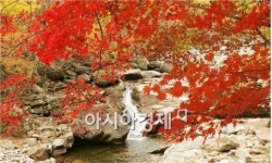 지리산 피이골에 단풍들었네
