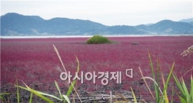 붉은 빛  칠면초로 장관 이룬  순천만