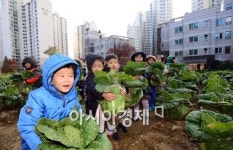 [포토]도심 속 자연학습장, 배추 수확하는 어린이
